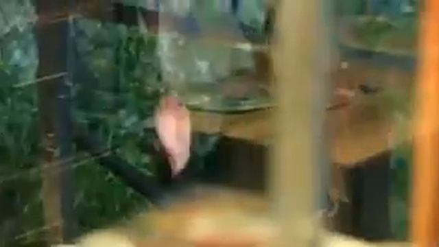 Руски песни смотреть онлайн