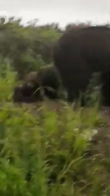 МЕДВЕДИЦА С МЕДВЕЖАТАМИ (2) 🐻 смотреть онлайн