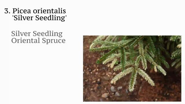 Conifer Kingdom Top 10 Varieties of 2015 смотреть онлайн