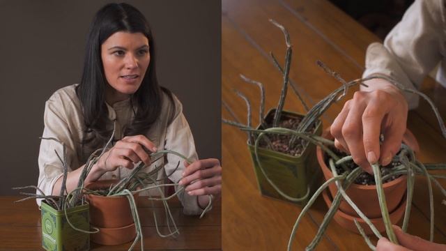 Kleinia Stapeliiformis Houseplant Care—105 Of 365