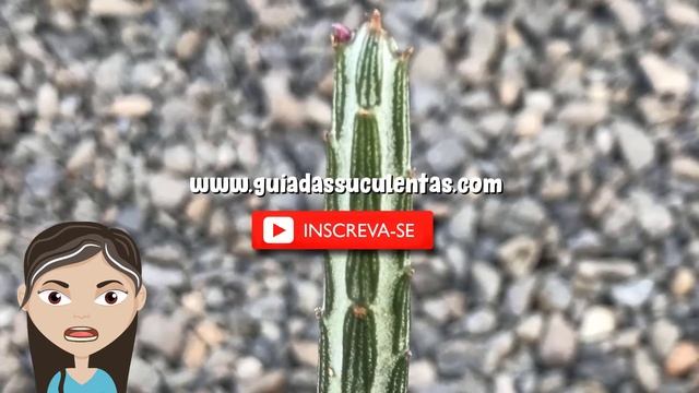 Senecio Stapeliiformis: Um Guia Desta Suculenta