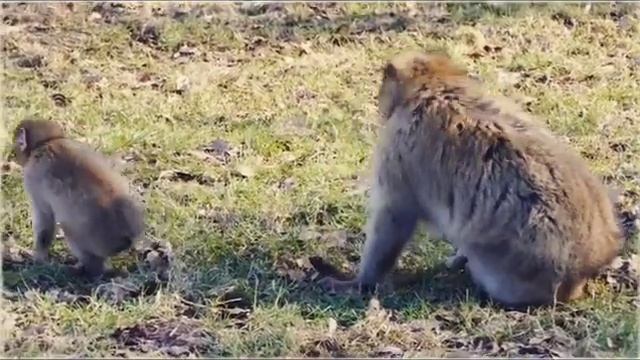 Демо голоса актёра Юрия Миронцева. Похулиганил, да))) Всем хорошего дня, дорогие мои! смотреть онлайн