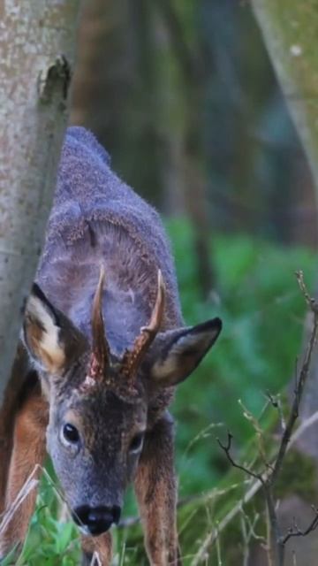 Stalking Roe Deer in UK woodland (The Results!) смотреть онлайн