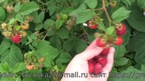 ГЛЕН ФАЙН раннего срока созревания летняя малина