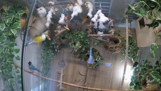 Amadiinid смотреть онлайн
