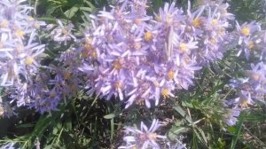 Солонечник галателла узколистный