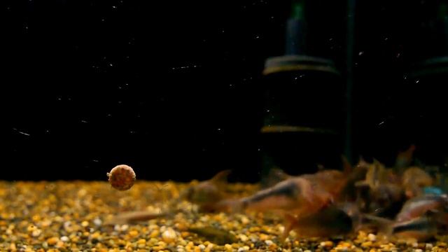 Frozen Bloodworms vs. JBL Novo Tab 冷凍紅蟲對JBL Novo Tab熱帶魚專用黏貼飼料,沉底飼料營養片 смотреть онлайн