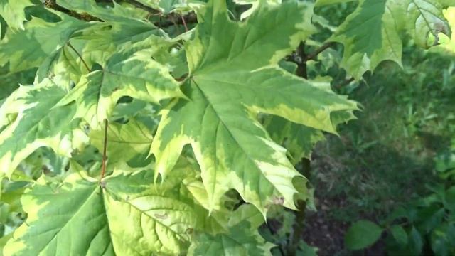 Acer platanoides var. Drummondii (javor mléč) смотреть онлайн