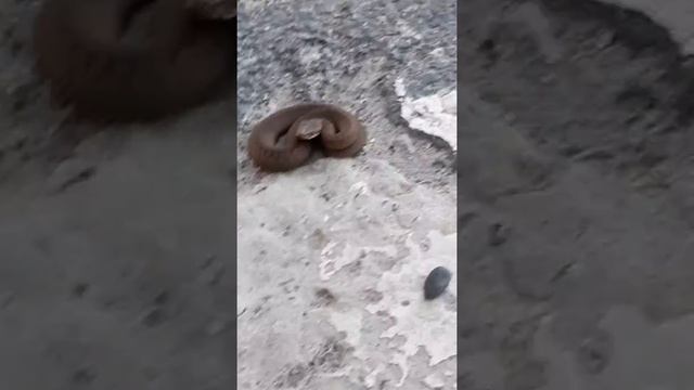 Змея , маленькая гадюка ! смотреть онлайн