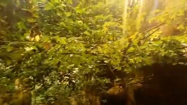 Amazon Ormanı'na girelim dedik смотреть онлайн