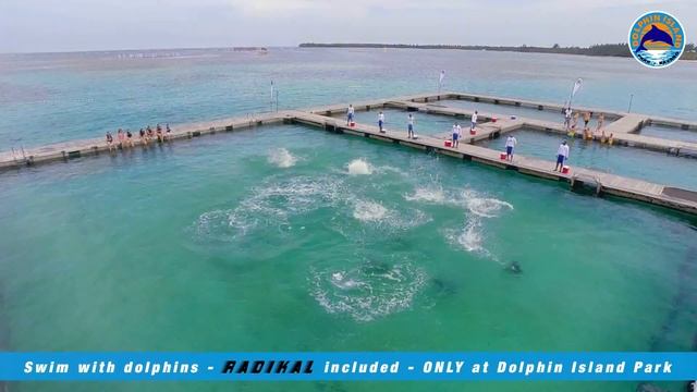 Dolphin Island Park Punta Cana HD1080 смотреть онлайн