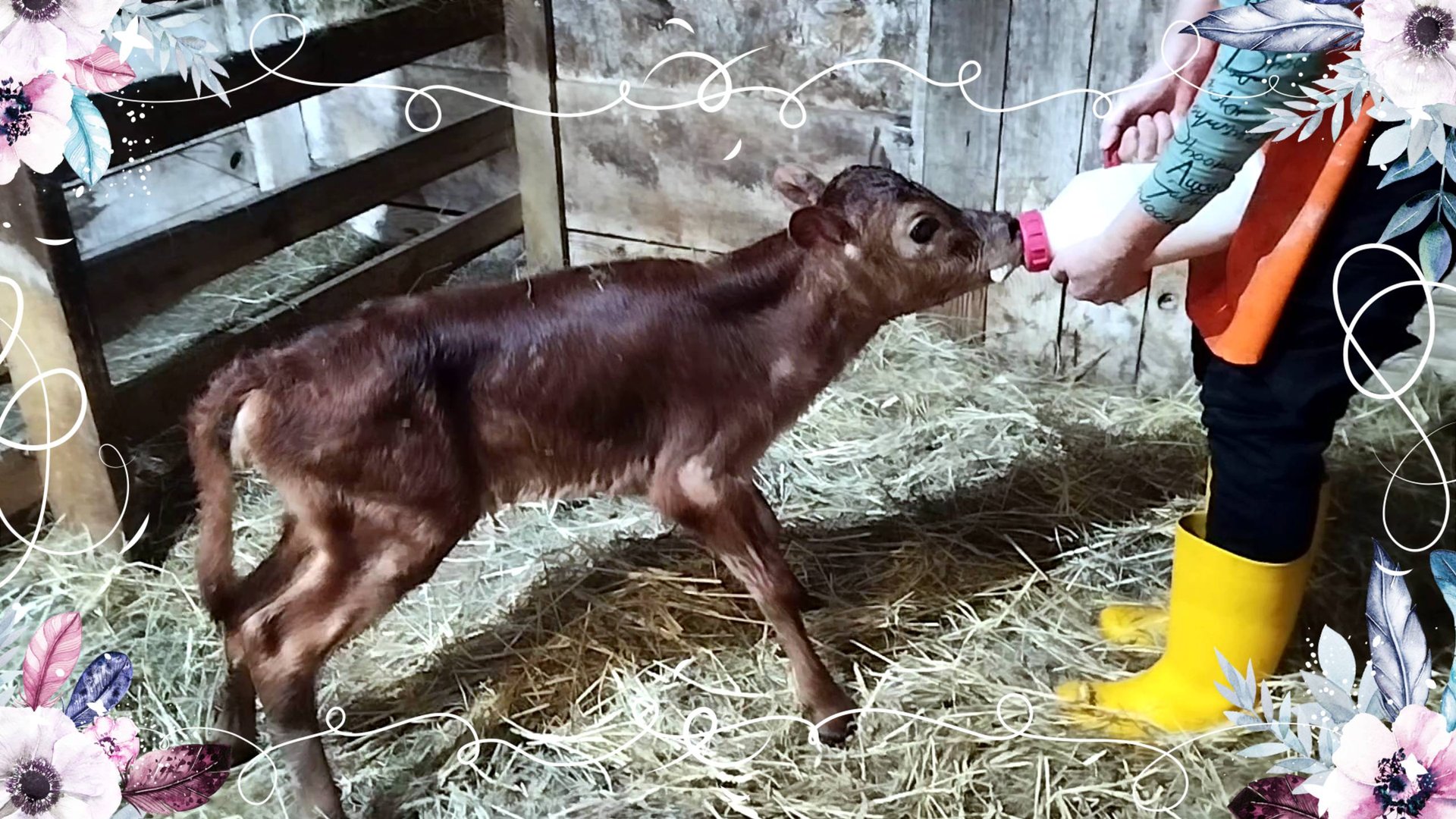 ОТЕЛ ДЖЕРСИЙСКОЙ КОРОВЫ 🌼🌷🎈💕 смотреть онлайн