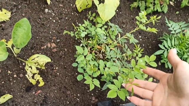 Сажаю перцы на даче #дача #дом #garden #сад #огород #деревня смотреть онлайн