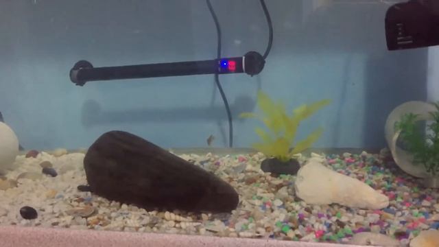 Baby black Piranha || how to build confidence смотреть онлайн