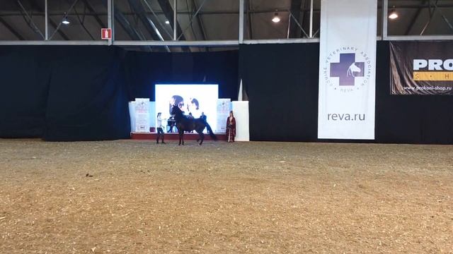 4. Чемпионат карачаевской породы 2018 (VID 20181004 182143525) смотреть онлайн