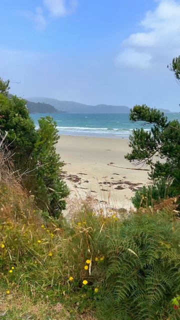 Остров, где птиц больше, чем людей! 🏝️🦜 #новаязеландия#остров#стюарт#заповедник#киви#путешествия смотреть онлайн