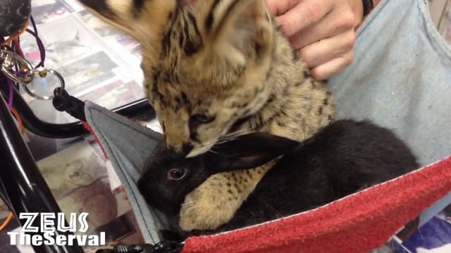 Serval and Bunny смотреть онлайн