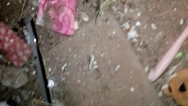 Путешествие по кошачьему подполью миру