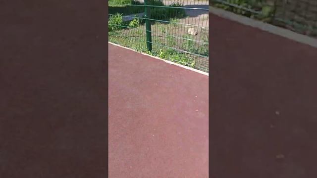 я гуляю с хомяком смотреть онлайн