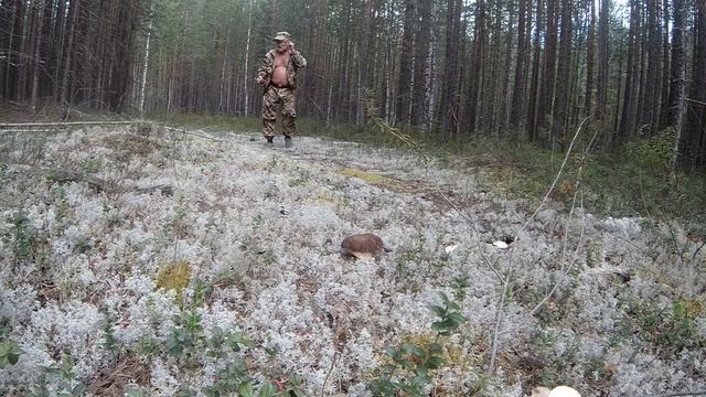 Грибной металлокоп 2024 смотреть онлайн