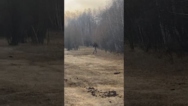 Лось вживую смотреть онлайн