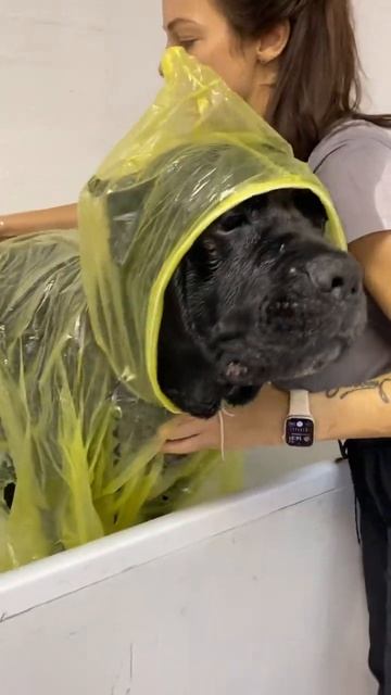 Кане Корса милое создание ❤️🔥🐶 смотреть онлайн