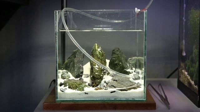 How To Make Marimo Moss Ball & Shrimp Aquarium - Simple and Quick Setup смотреть онлайн