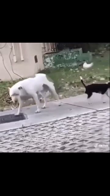 Can’t fuck that lil ass dog meme #shorts #dog #funny смотреть онлайн