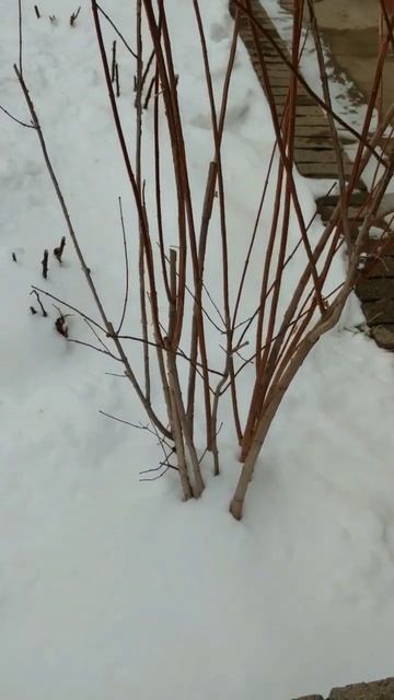 Как и когда обрезать Жасмин/Чубушник. Обрезка взрослого и молодого куста чубушника. смотреть онлайн