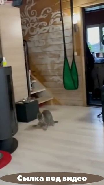 Ой, хозяйка идет!)Смех до слез)Прикол с котом)\Oh, the mistress is coming!)I laugh to tears)#Shorts смотреть онлайн