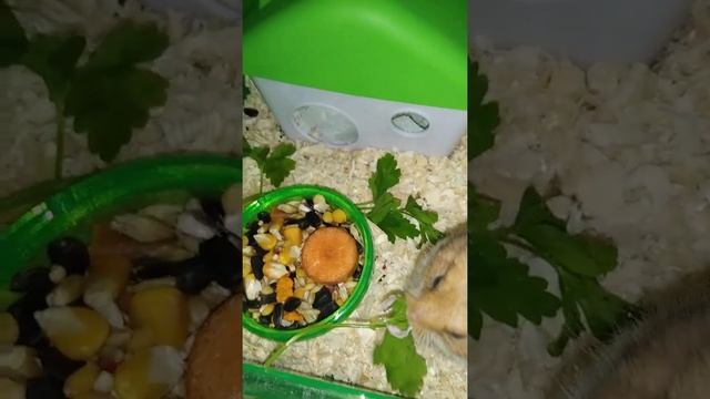 Вечер и сочка!🥒🥕🥬 смотреть онлайн