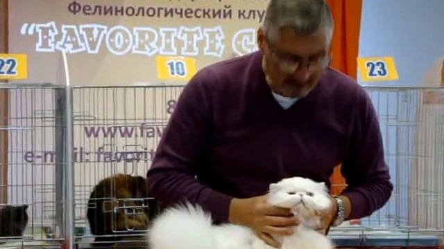 WCF Cat Show October 17-18, 2015 Colorolla Just Do It смотреть онлайн