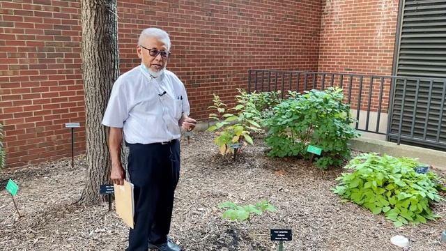 American Ginseng (Panax quinquefolius L. - Araliaceae) смотреть онлайн