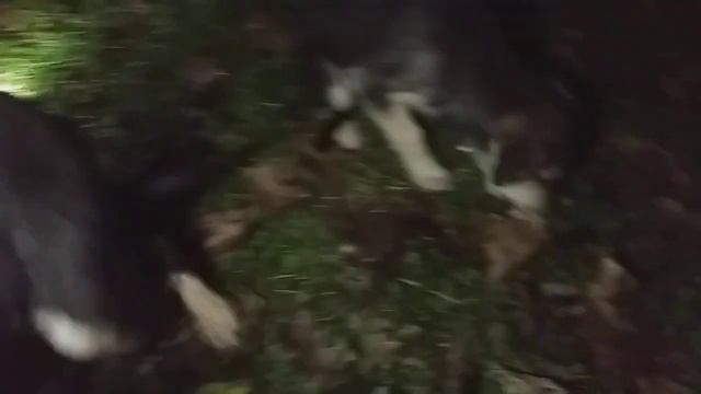 щенки село маков смотреть онлайн