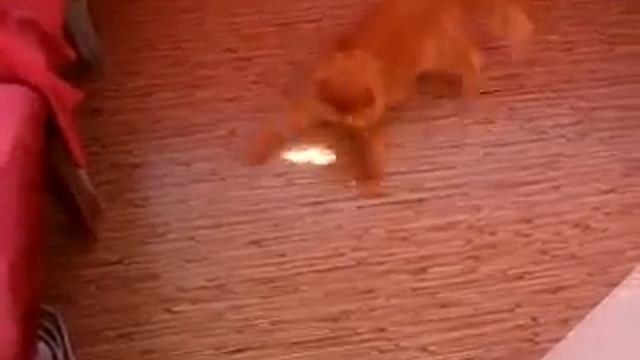 Быстрый и ловкий кошак Приколы смотреть онлайн