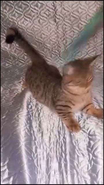 МАНЧКИН КОТЯТКИ ВЕСЕЛЫЕ РЕБЯТКИ смотреть онлайн