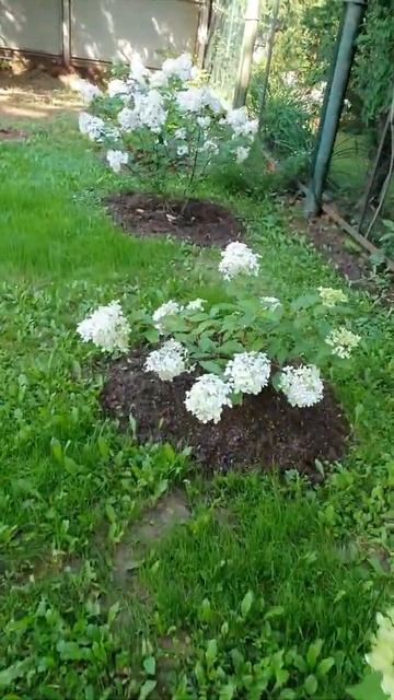 ГОРТЕНЗИИ МЕТЕЛЬЧАТЫЕ, ЛЮБОВЬ С ПЕРВОГО ВЗГЛЯДА смотреть онлайн