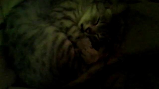 Кошка не сходи сума смотреть онлайн