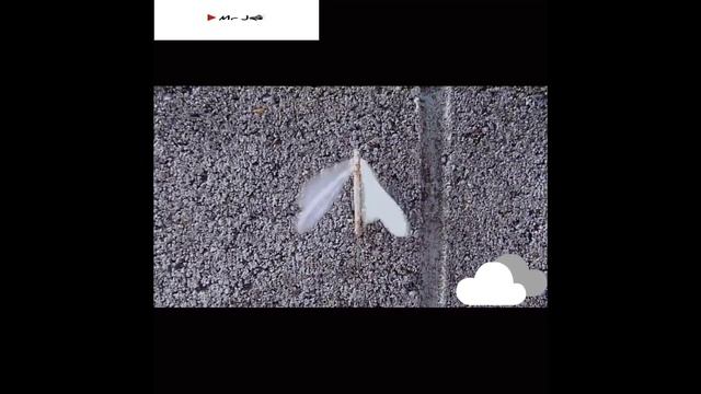 Kokkk bisa??? Undur undur terbang. Inilah undur undur sebenarnya смотреть онлайн