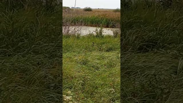 Скоро открытие охоты на утку. 6 августа. 2021г. смотреть онлайн