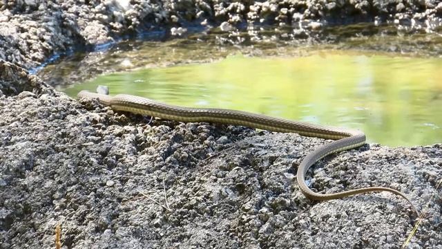 Zmajur , Malpolon insignitus , Montpellier Snake -- Snake of Croatia смотреть онлайн