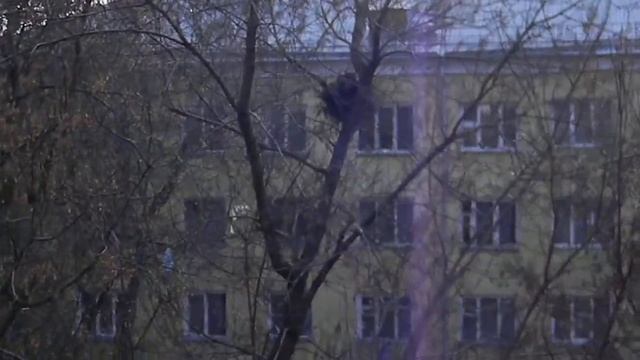Кошка в гнезде смотреть онлайн