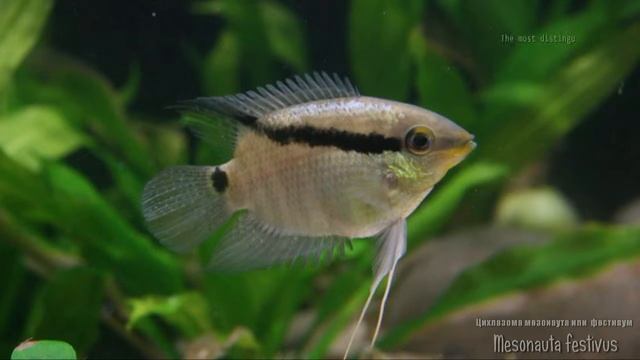 Mesonauta festivus (Flag Cichlid, Цихлазома мезонаута) смотреть онлайн
