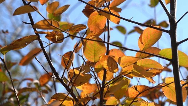 [4K]　ジューンベリー紅葉 смотреть онлайн