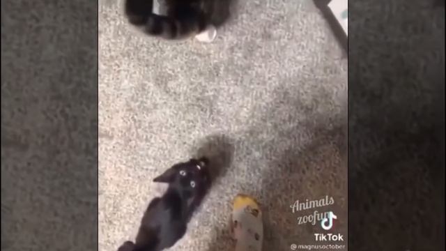 Лучший смешной кот 2022 😹 - Не пытайтесь перестать смеяться - King Orange смотреть онлайн