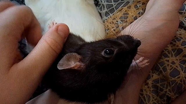 (The Rat's Umka) на русском 🇷🇺 фильме 1 СЕЗОН 11 СЕРИЯ крыса играет с подушкой 🐀🐀🐀 2025 г.