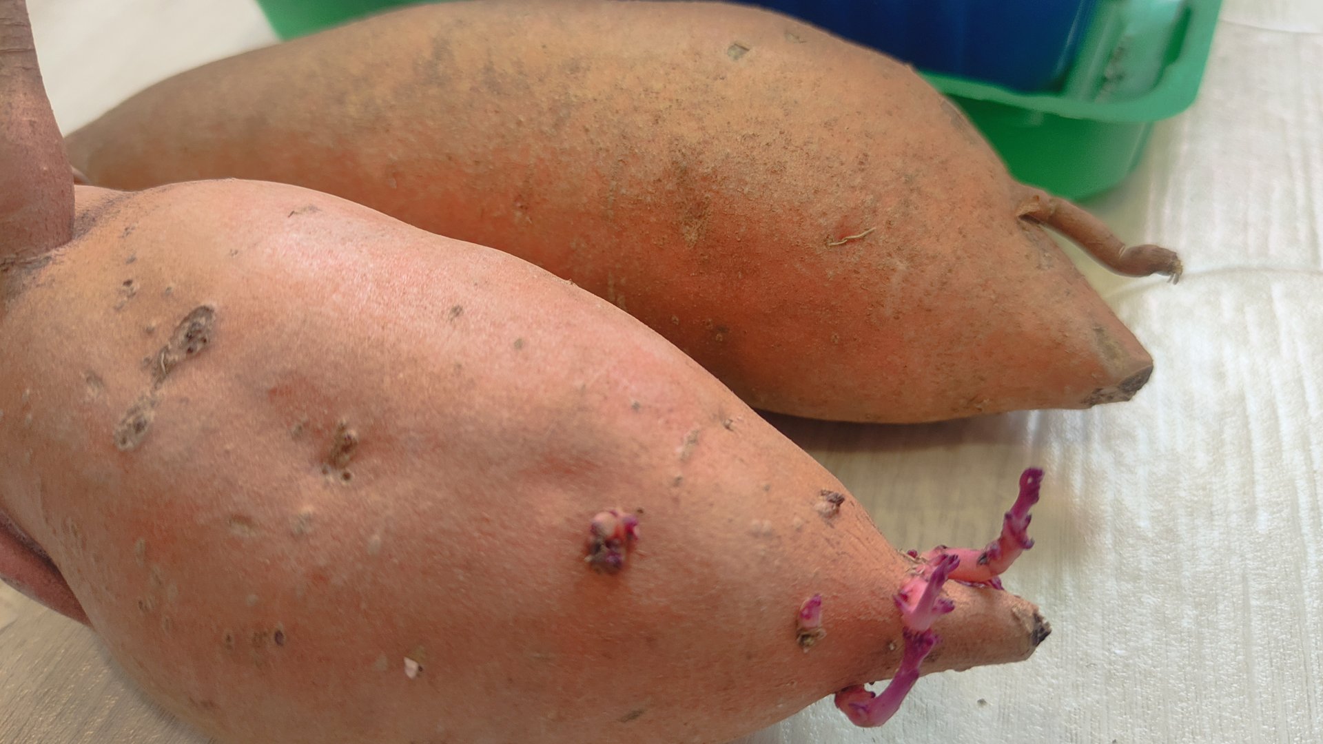 Как вырастить батат из клубня. Как посадить батат. 19 февраля 2025. смотреть онлайн