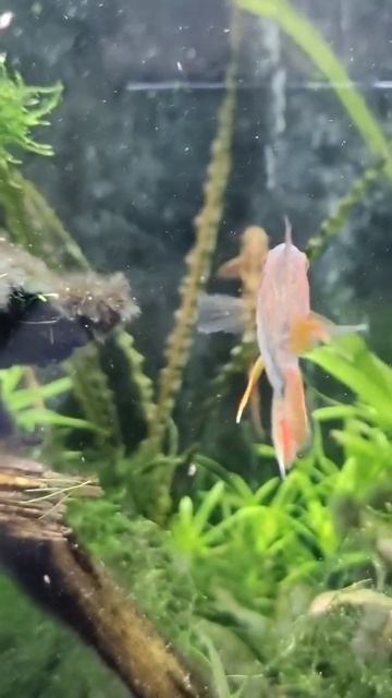 Big Apistogramma Parent смотреть онлайн