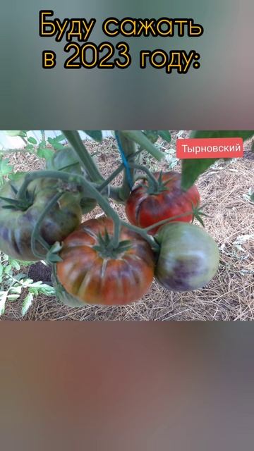 Буду сажать в 2023 году. Часть 11 #теплица #сад #огород смотреть онлайн