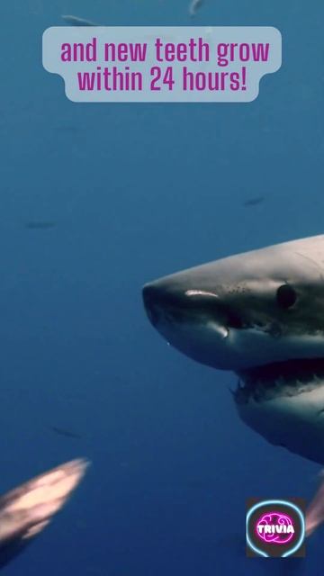 Shocking Facts : Sharks and Camel смотреть онлайн